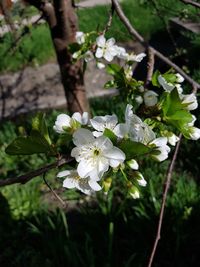 Close-up of white flowering plant