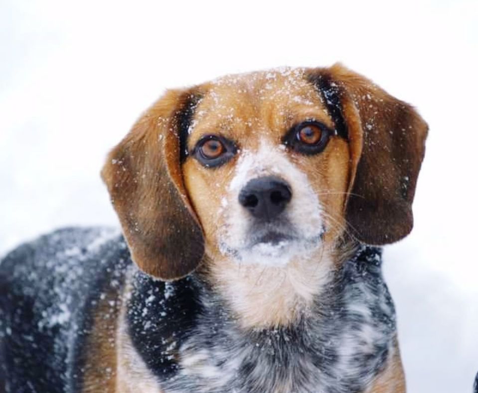 CLOSE-UP PORTRAIT OF DOG