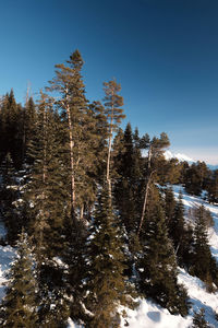 Low angle view of snow covered trees against clear blue sky