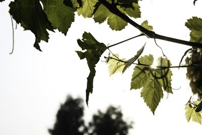 Low angle view of leaves against sky