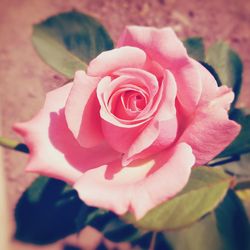 Close-up of pink rose blooming outdoors