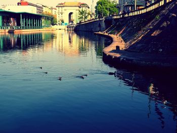 Ducks in water