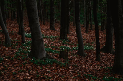 Trees in forest during autumn