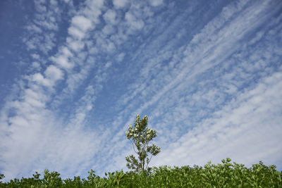 Blue sky with row of clouds in summer