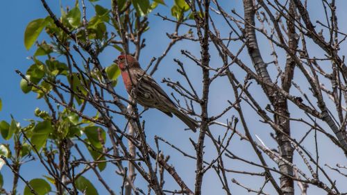 Low angle view of bird perching on tree