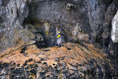 Macaque long tailed monkey playing ocean cliffs phuket bangkok macaca cercopithecinae thailand asia