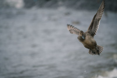 Low angle view of eagle flying over sea