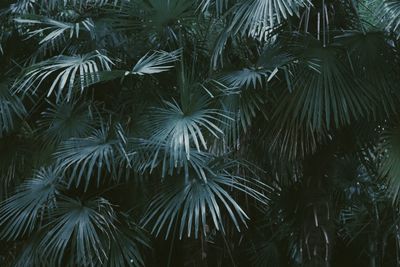 Low angle view of palm tree