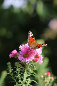 Close-up of butterfly pollinating flower