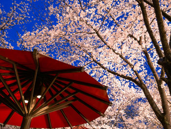 Low angle view of cherry tree against blue sky