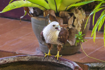 Close-up of bird perching on plant