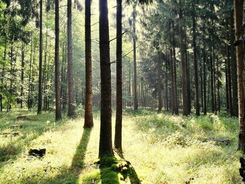 Pine trees in forest