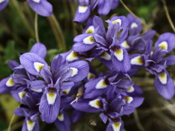 Close-up of purple flowering plants