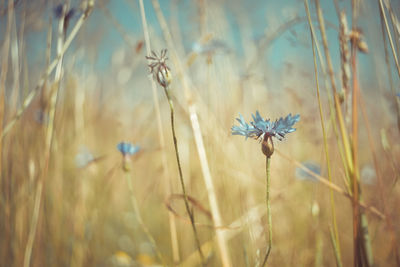 Close-up of flowering plant on field