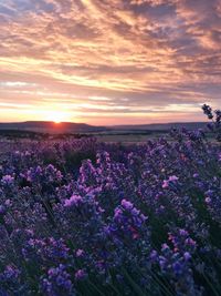 Scenic view of flowering plants on field against sky during sunset