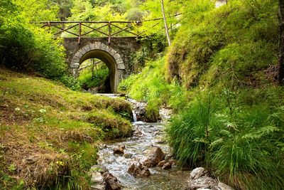 Arch bridge amidst trees in forest