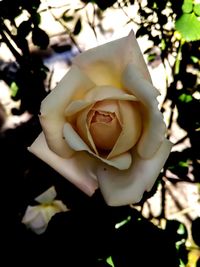 Close-up of fresh rose blooming outdoors