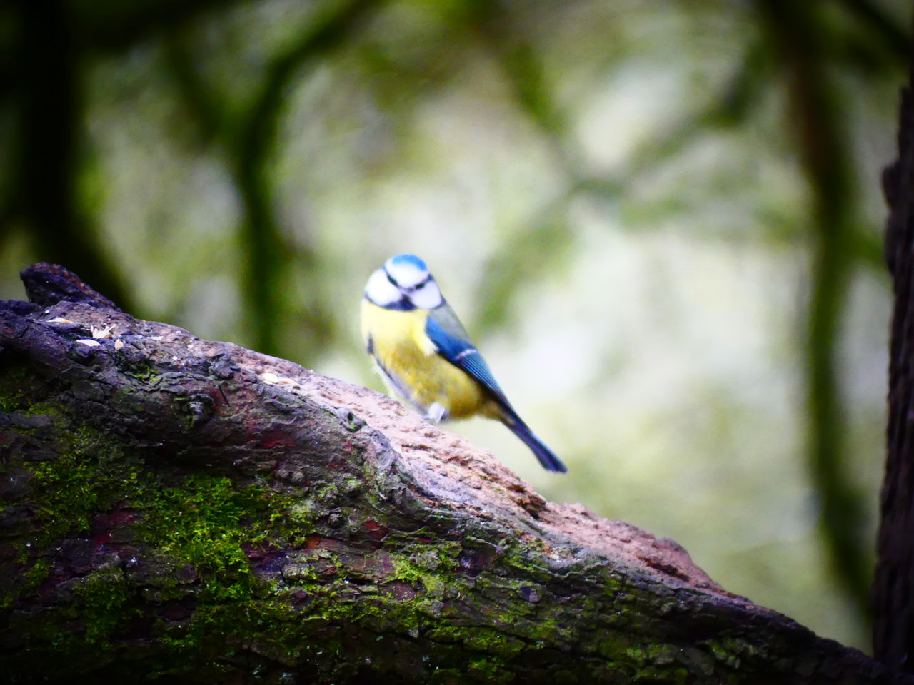 nature, animal themes, animal, animal wildlife, bird, wildlife, one animal, tree, green, perching, branch, plant, no people, beak, focus on foreground, forest, beauty in nature, outdoors, full length, day, tree trunk, close-up, macro photography, trunk