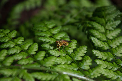 Close-up of insect on leaf