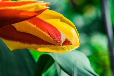 Close-up of yellow tulip