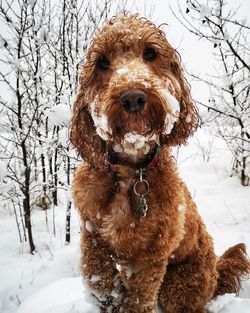 Portrait of dog on snow covered land