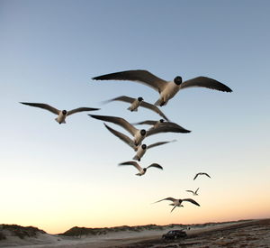 Seagulls flying over white background