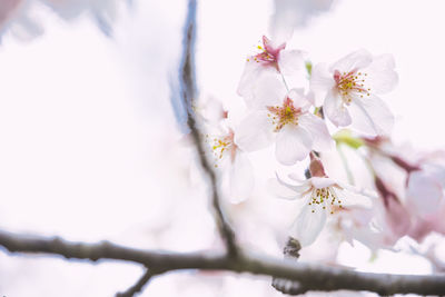 Close-up of white cherry blossom tree