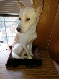 Close-up of dog sitting on hardwood floor at home