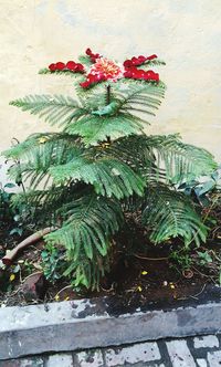 Close-up of plants