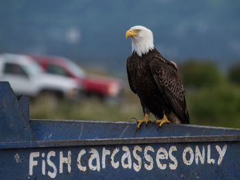 Bald eagle perching on metal with text