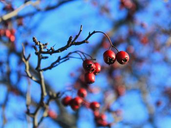 Red berries against blue sky in autumn 