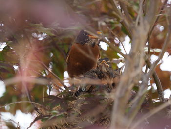 Close-up of bird perching on tree