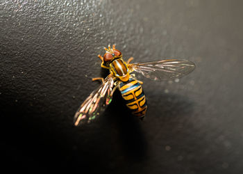 Hoverfly not hovering