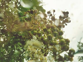 Low angle view of fruits on tree