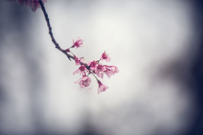 Close-up of pink cherry blossom