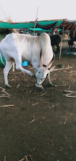 Cow standing in ranch