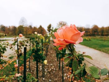 Close-up of red rose in field