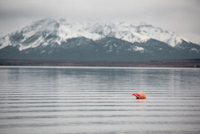 Solitary calm flamingo on lake against snowy mountains