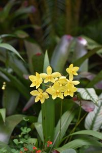 Close-up of yellow flowers blooming outdoors