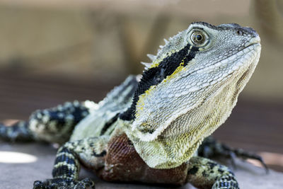 Close-up of lizard