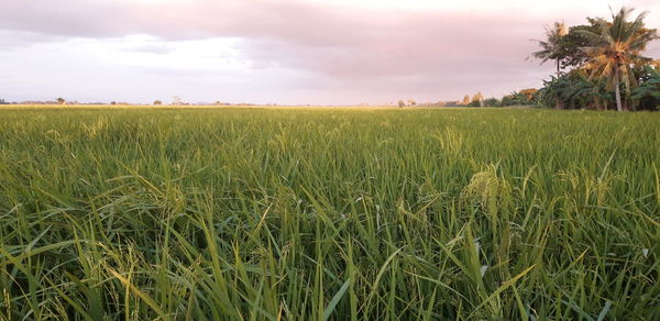 Scenic view of agricultural field against sky