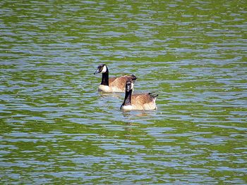 Ducks swimming in lake