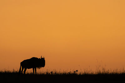 Silhouette deer on field against orange sky