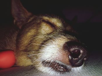 Close-up of a dog sleeping