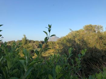 Close-up of plants on field against clear sky