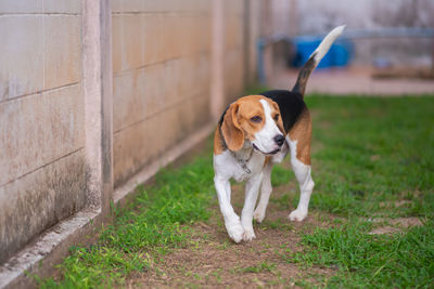 Portrait of dog standing on grass