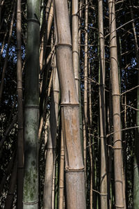 View of bamboo trees in the forest