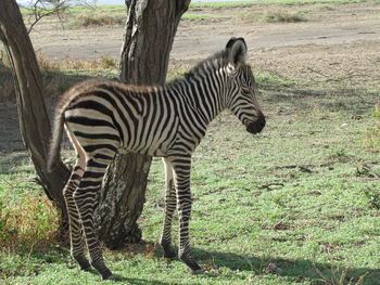 Zebras standing in a field