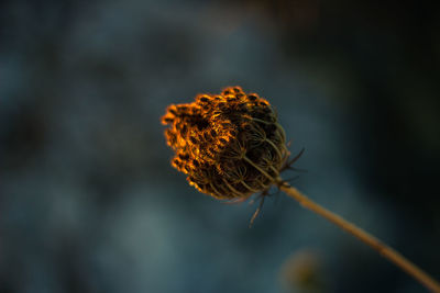 Close-up of flower bud at morning