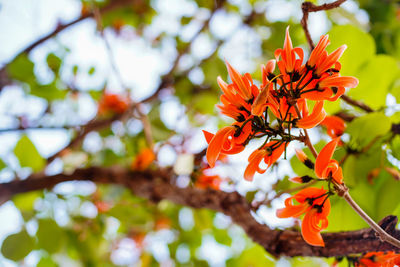 Close-up of orange flowering plant